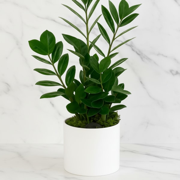 Potted green plant in a white cylindrical planter