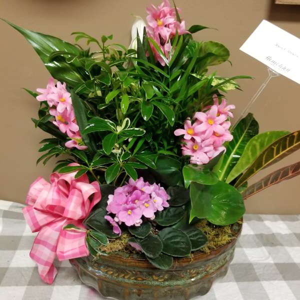 Potted pink flowering plant arrangement with a pink ribbon bow