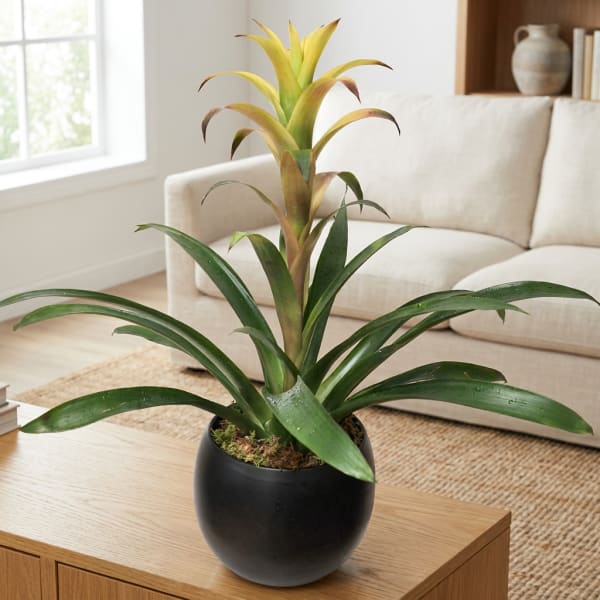Potted bromeliad plant with yellow-green center in a black pot