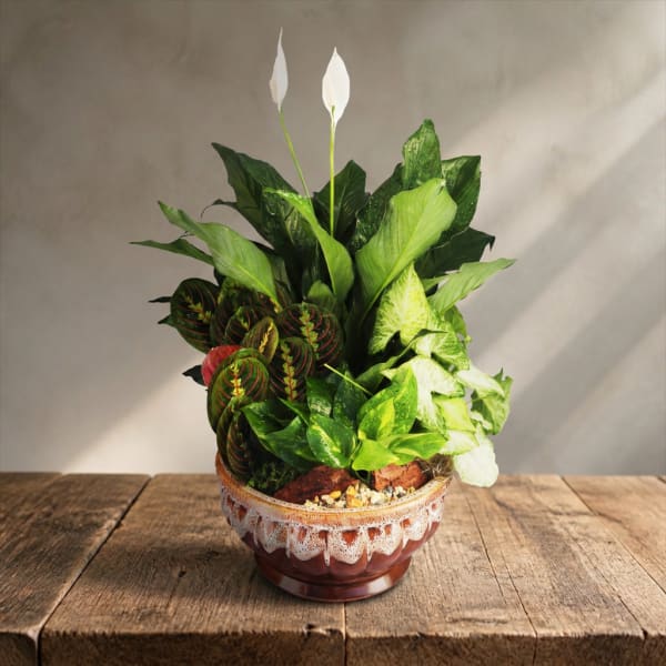 Potted arrangement of green houseplants with two white peace lilies