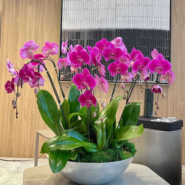 Pink orchid arrangement in a white bowl planter