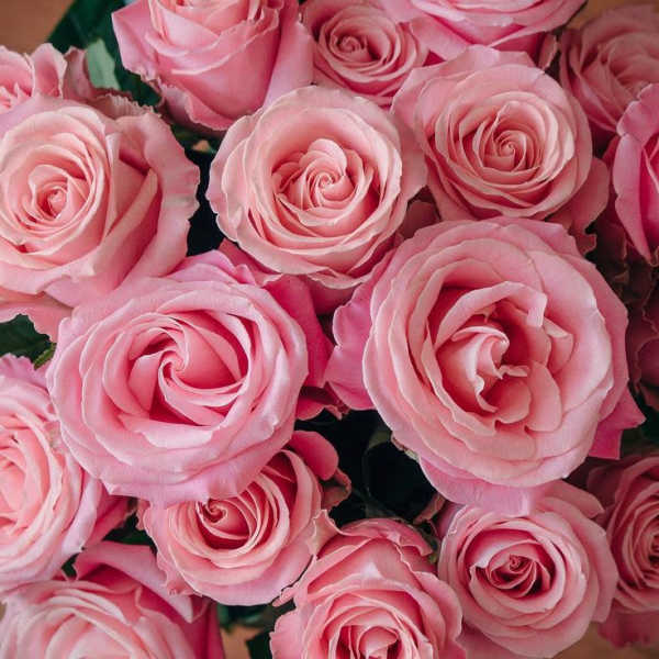 Close-up of pink roses tightly clustered together.