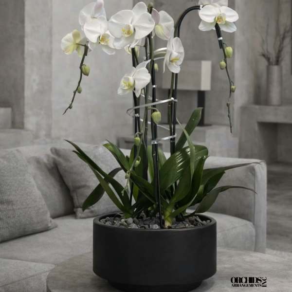 White orchid plant in a black pot on a gray table