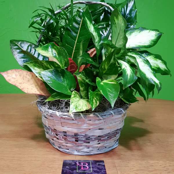 Basket of assorted potted foliage plants on a table
