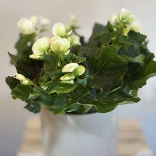 White flowers in a white vase with large dark green leaves