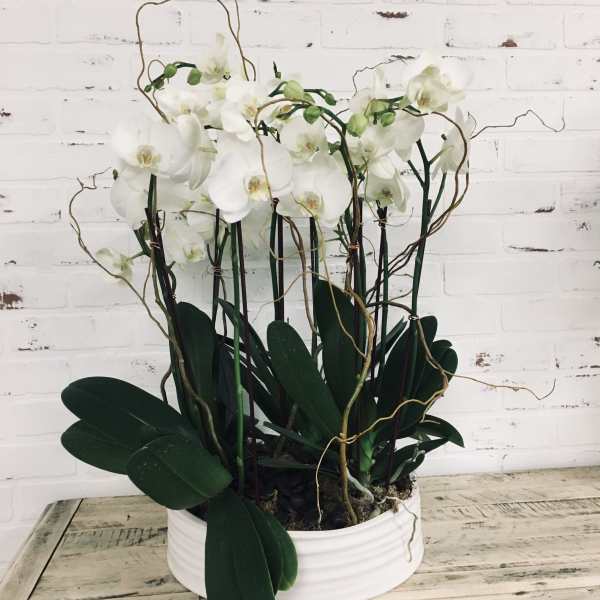 White orchids in a white ceramic pot