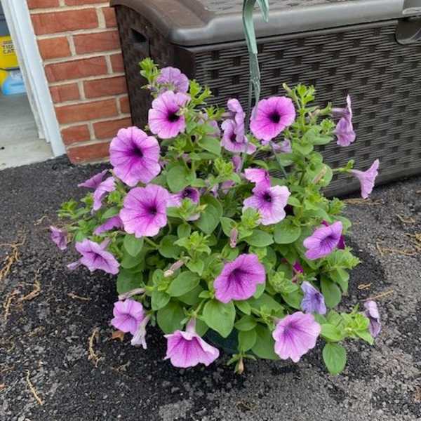 Combo Hanging Basket