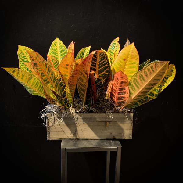 Autumn Leaves