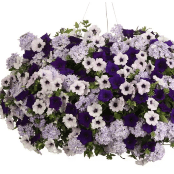 Hanging Basket & Porch Pot Combo