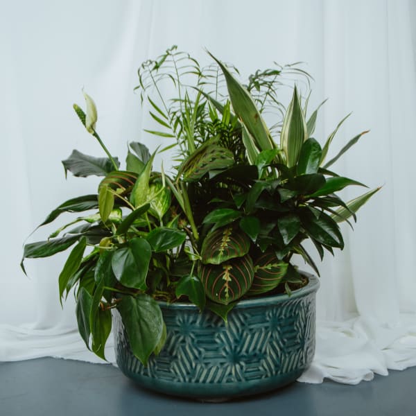 Ceramic Dish Garden 12in