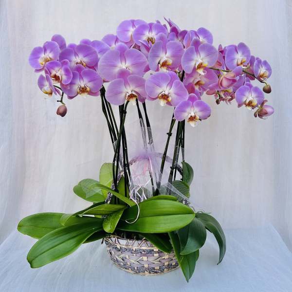 Pink orchid blooms arranged in a woven basket with broad green leaves.