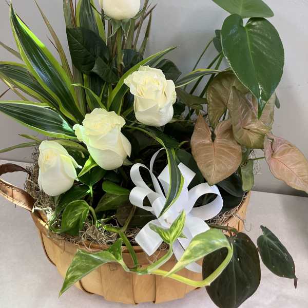 White roses arranged in a basket with assorted tropical foliage and a white ribbon