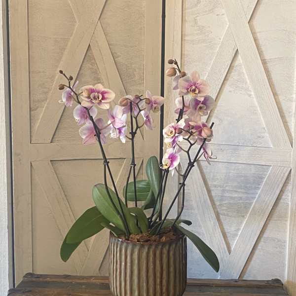 Potted pink and white orchids in a ribbed ceramic planter