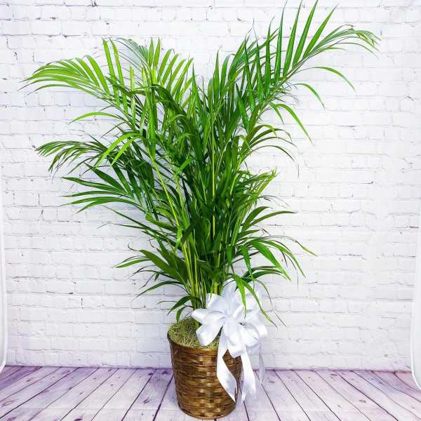 Potted palm plant in a woven basket with a white ribbon