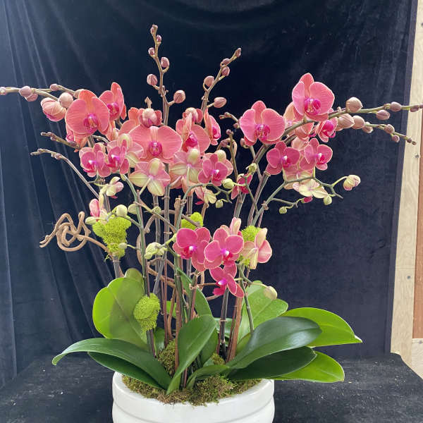 Pink orchid arrangement in a white bowl planter