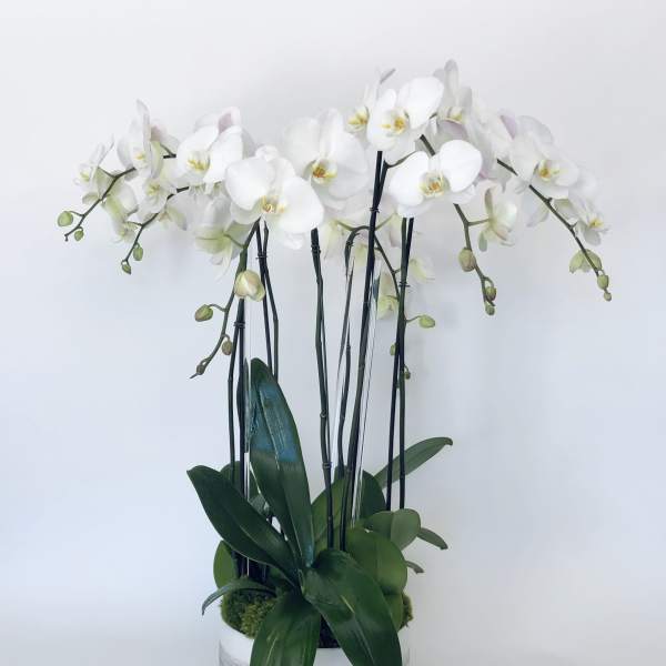 White orchid arrangement in a white container