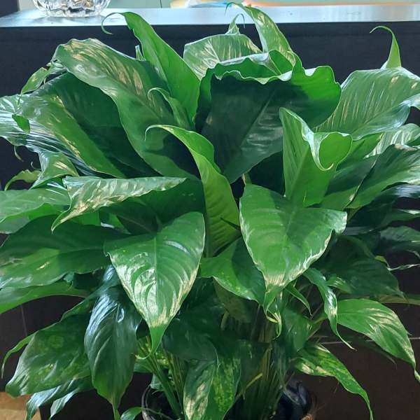 Bulb Pan Peace Lily