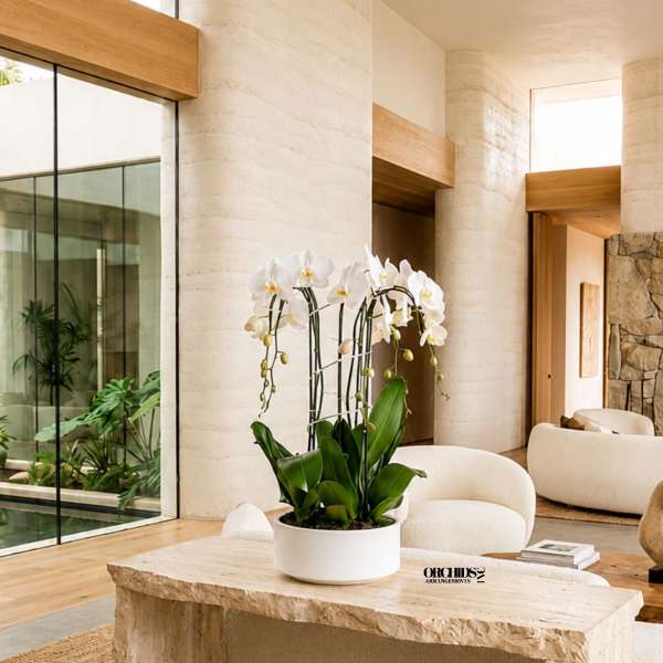 White Phalaenopsis Orchid Arrangement – 5 Stem Luxury Design