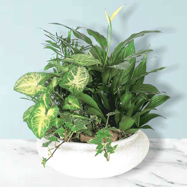 Mixed green houseplants in a white bowl planter