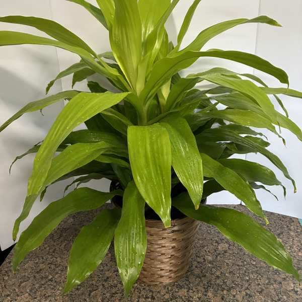 Dracaena Limelight Plant