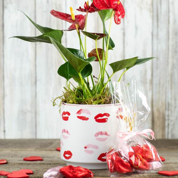 Red anthurium plant in a white pot with lip-print design and a gift bag