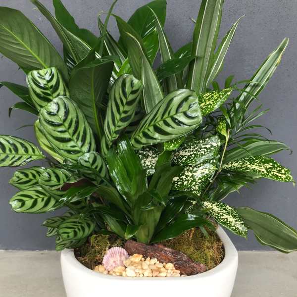 Lush Dish Garden