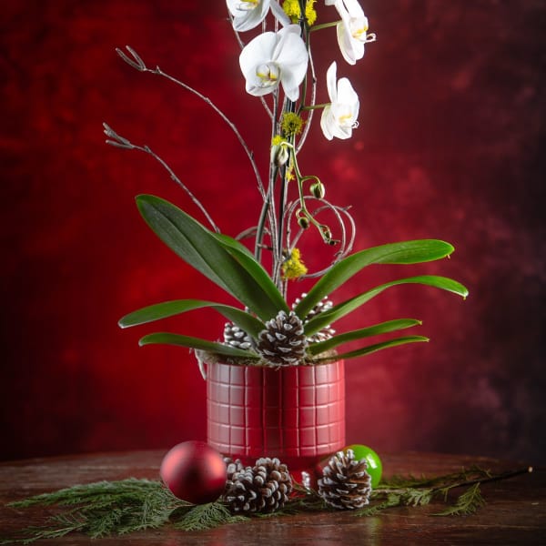 White orchids in a red pot with pinecones and ornaments