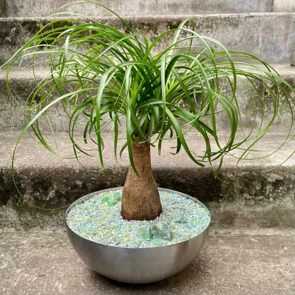 Potted ponytail palm in a round metal planter with decorative stones