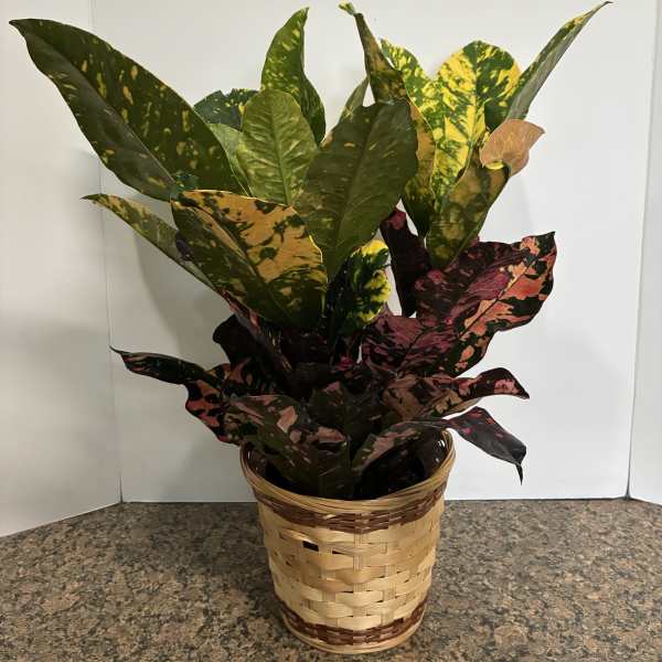 Potted croton plant with multicolored leaves in a woven basket