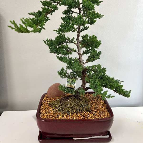 Elegant Juniper Bonsai
