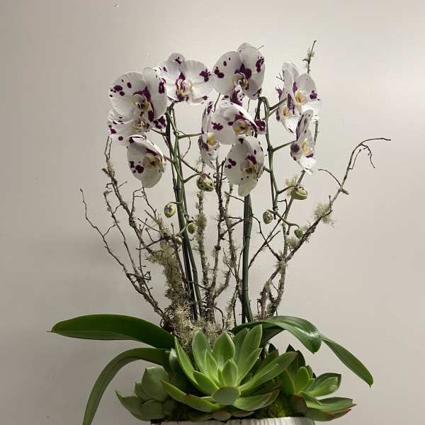 Potted display of white and purple orchids with green succulents in a white ceramic pot.