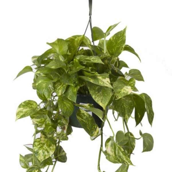 Pothos Hanging Basket