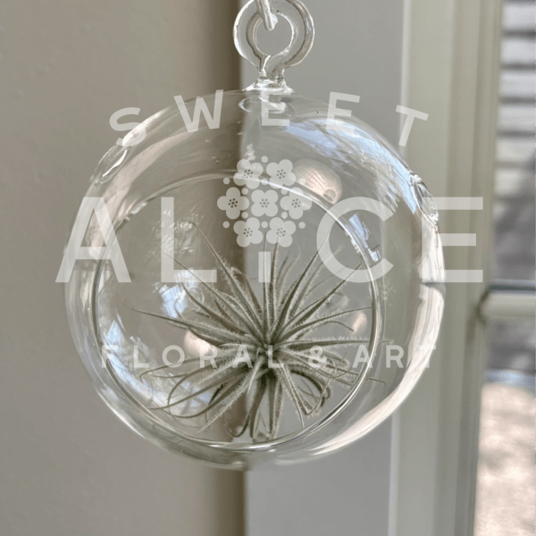 Hanging Glass Globe Air Plant Holder