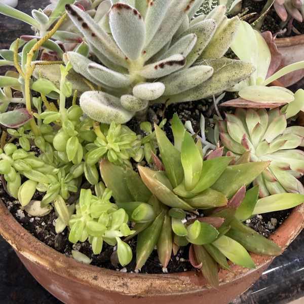 Succulent Garden