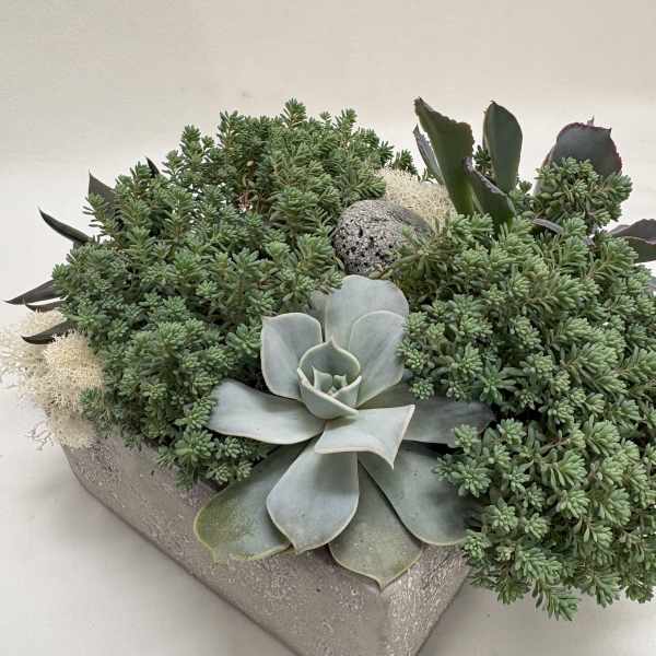 Succulent Garden