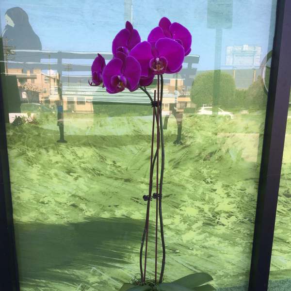 Colored Orchid