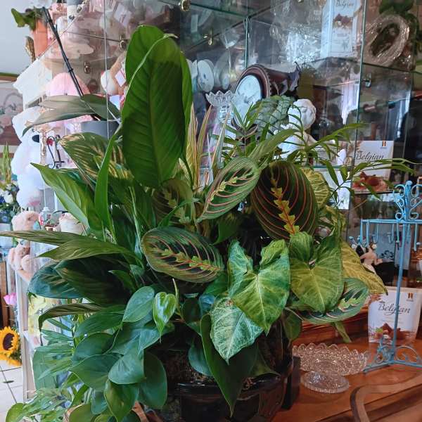 Lush mixed houseplant arrangement in a black pot