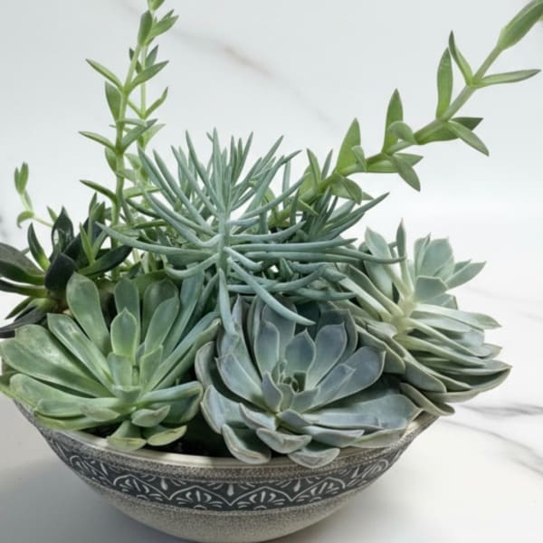 Succulent arrangement in a patterned bowl planter