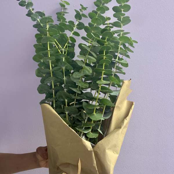 Wrapped bouquet of eucalyptus stems in brown paper
