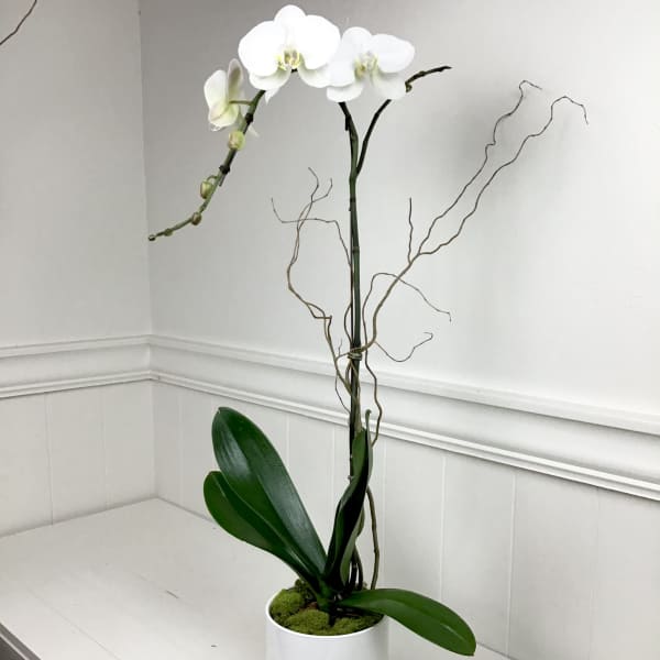 White orchid plant in a white pot with decorative branches