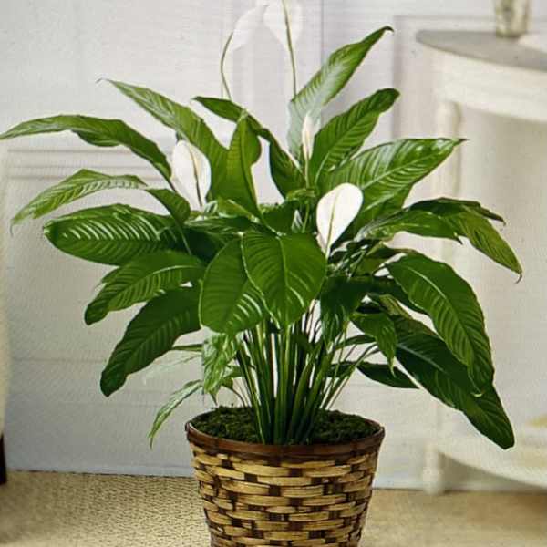 Potted peace lily in a woven basket planter