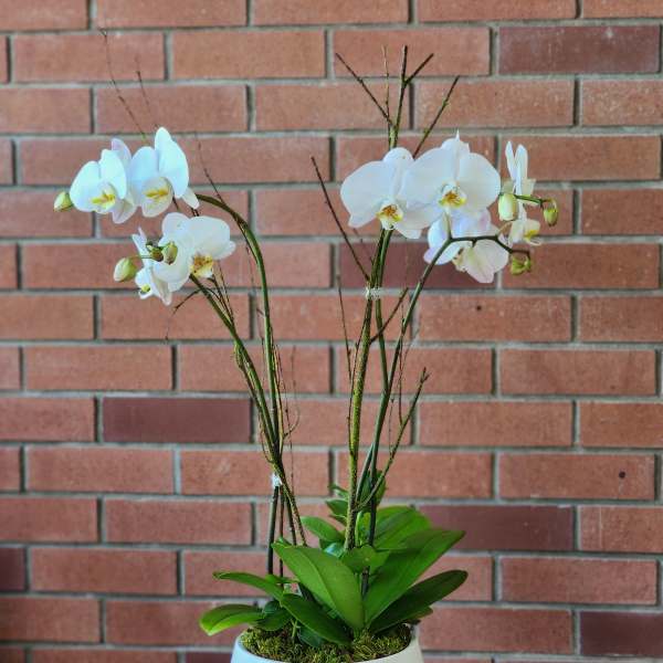 White orchids in a white pot on a wooden surface