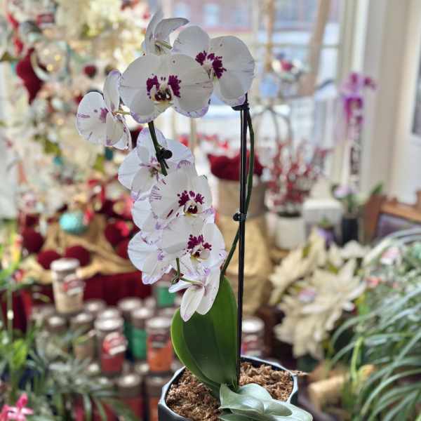 Potted white orchid with purple-speckled blooms in a black container