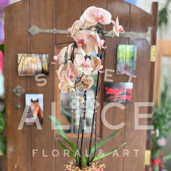 Pretty in Peach Potted Orchid