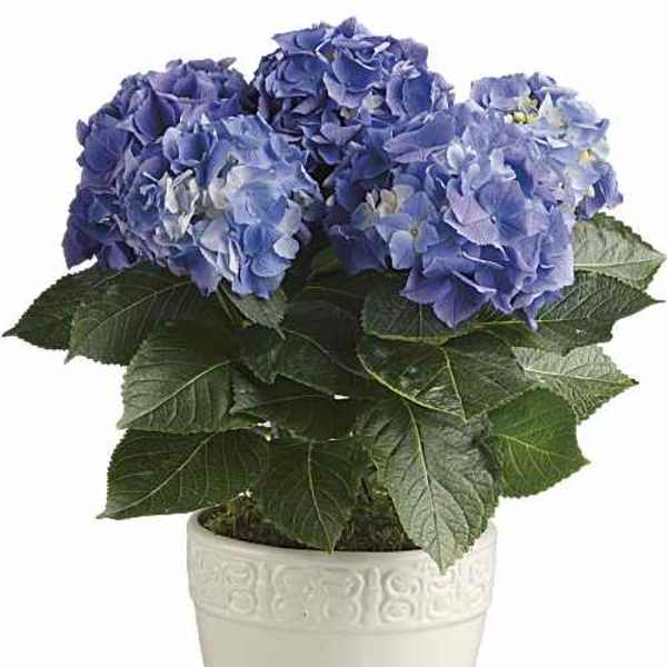 Happy Hydrangea Blue