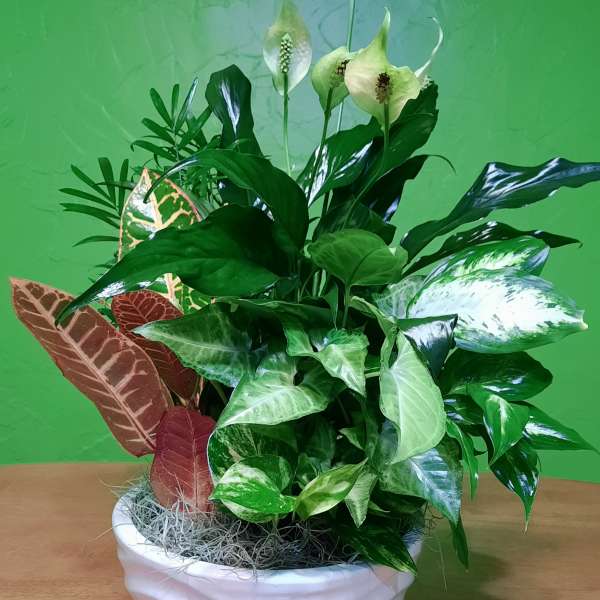 Potted tropical plant arrangement in a white ceramic bowl