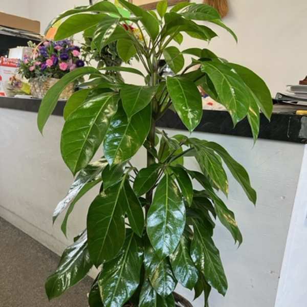 Schefflera
