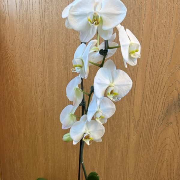 Phalaenopsis Orchid 6 Inch - White