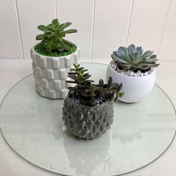 Three small succulent plants in decorative pots on a round glass table.