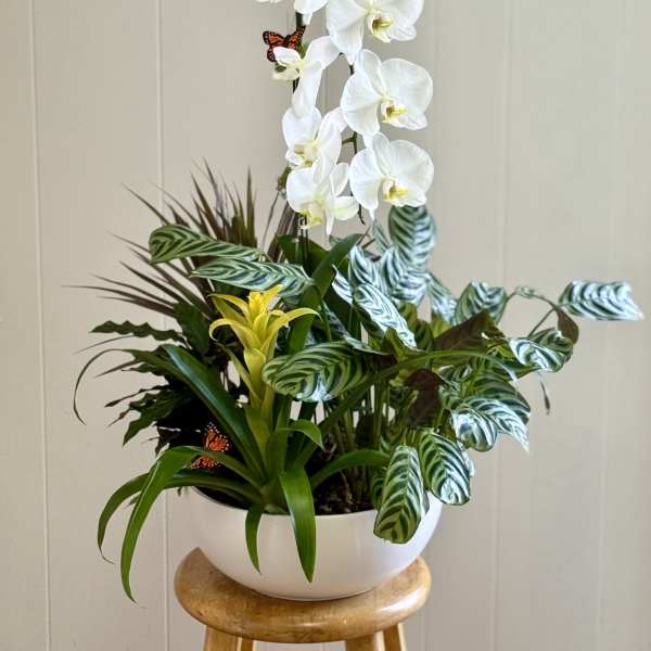 EC107 Butterfly Orchid Garden